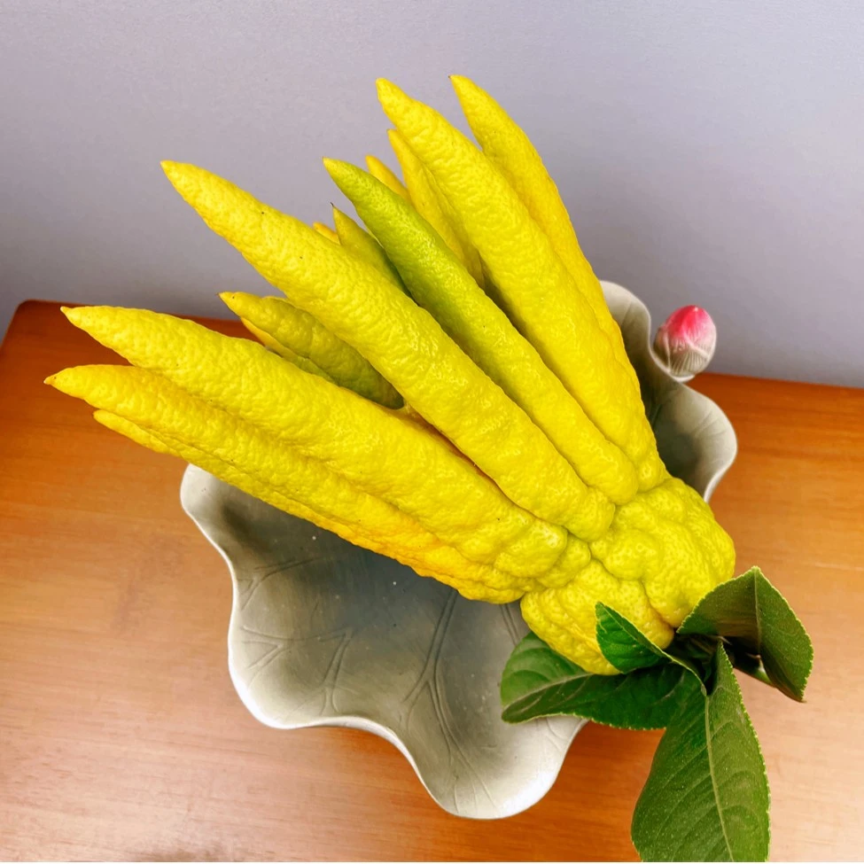 云南佛手果【选】清供观赏家居水培插花新鲜佛手柑绿植{售后7天内}