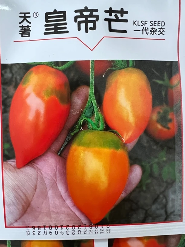 皇帝芒果柿子种子200粒左右