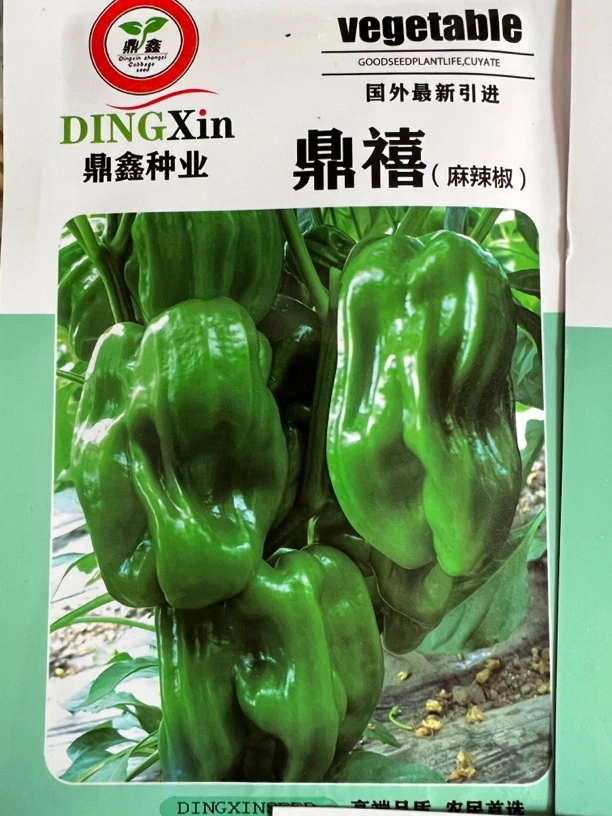 鼎禧麻辣椒种子600粒左右