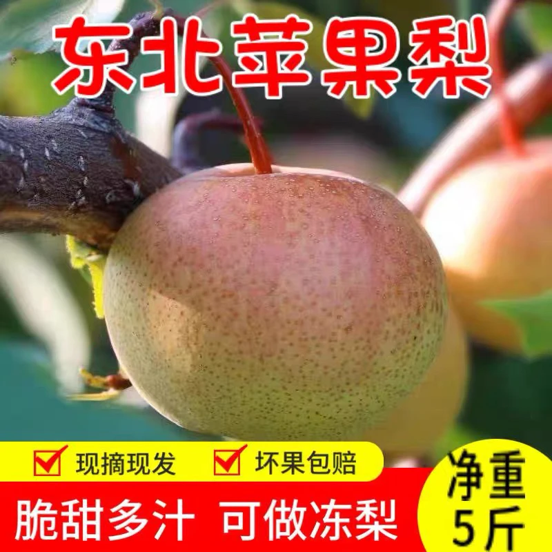 正宗苹果梨脆甜多汁非延吉香霜后苹果梨新鲜孕妇水果甜脆