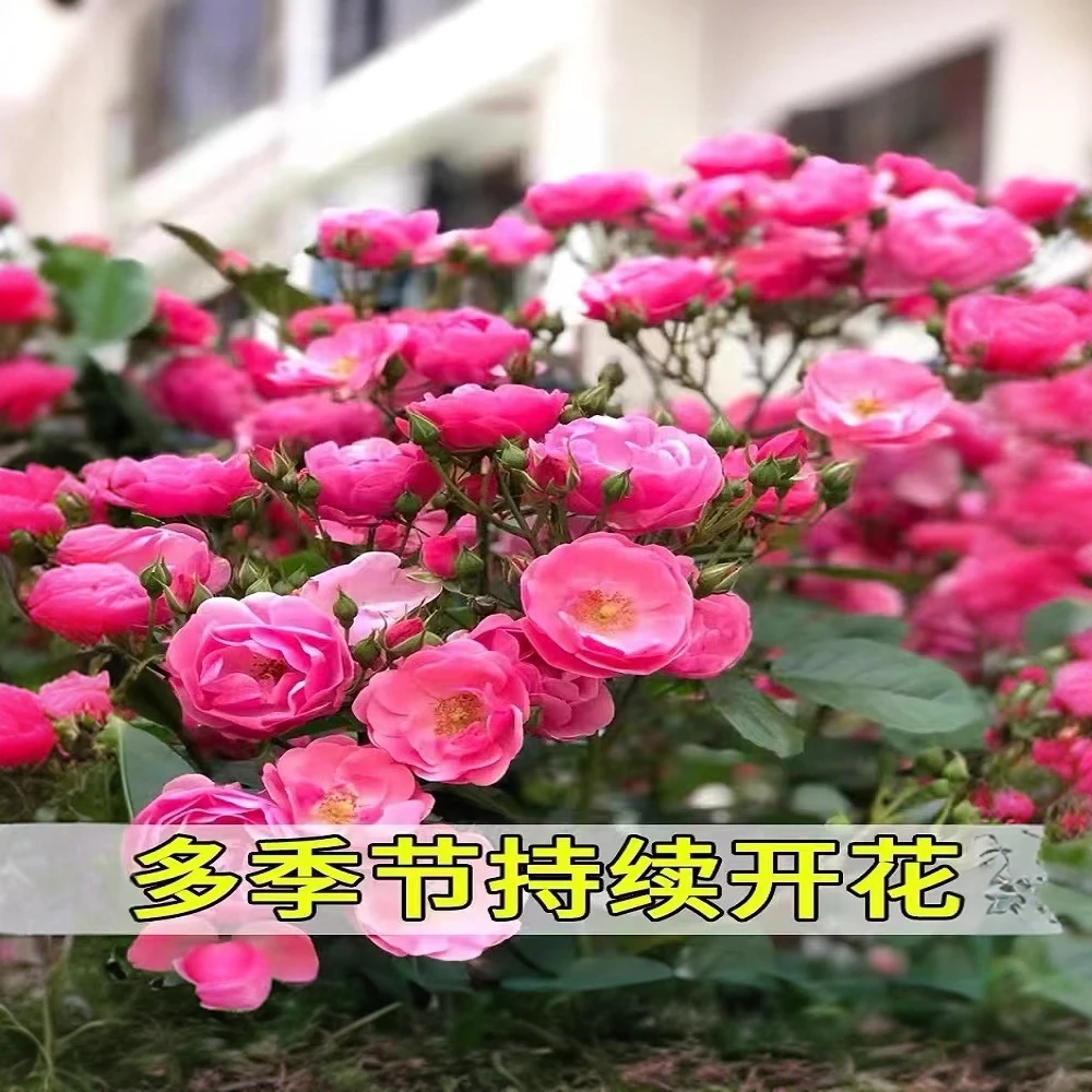 【一物一拍】爬藤月季安吉拉多季节开花植物粉色鲜艳美丽超低价庭院