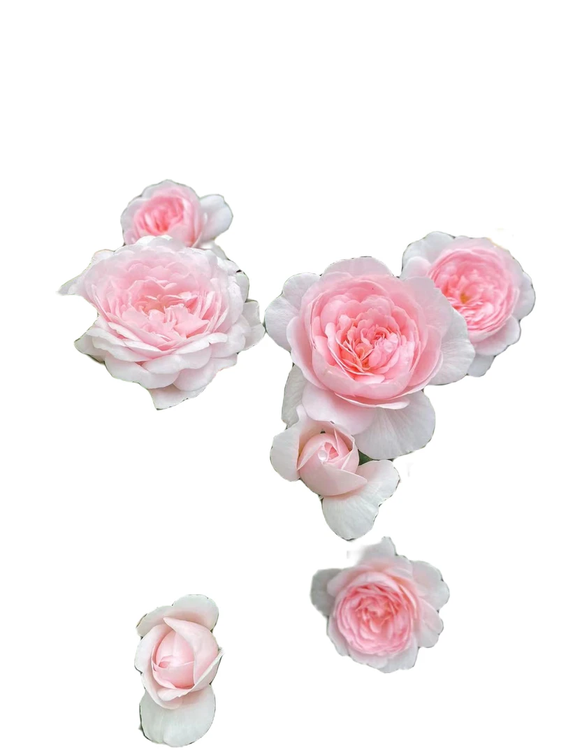 女王藤本月季花玫瑰夏季春季庭院冬季粉红色