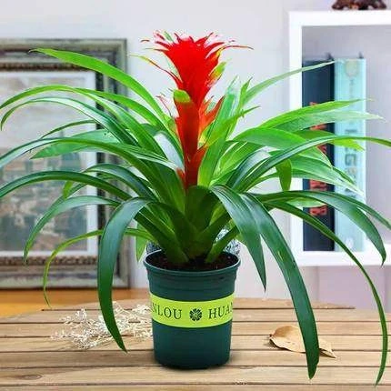 鸿运当头水培盆栽易活植物办公室内红心花卉绿植大型凤梨阳台客厅
