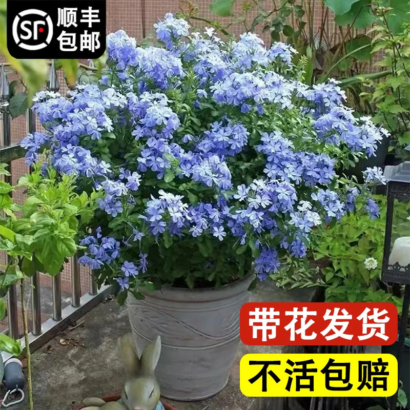 蓝雪花盆栽大苗植物花苗云南带花苞耐热花卉爬藤棒棒糖室内外阳台