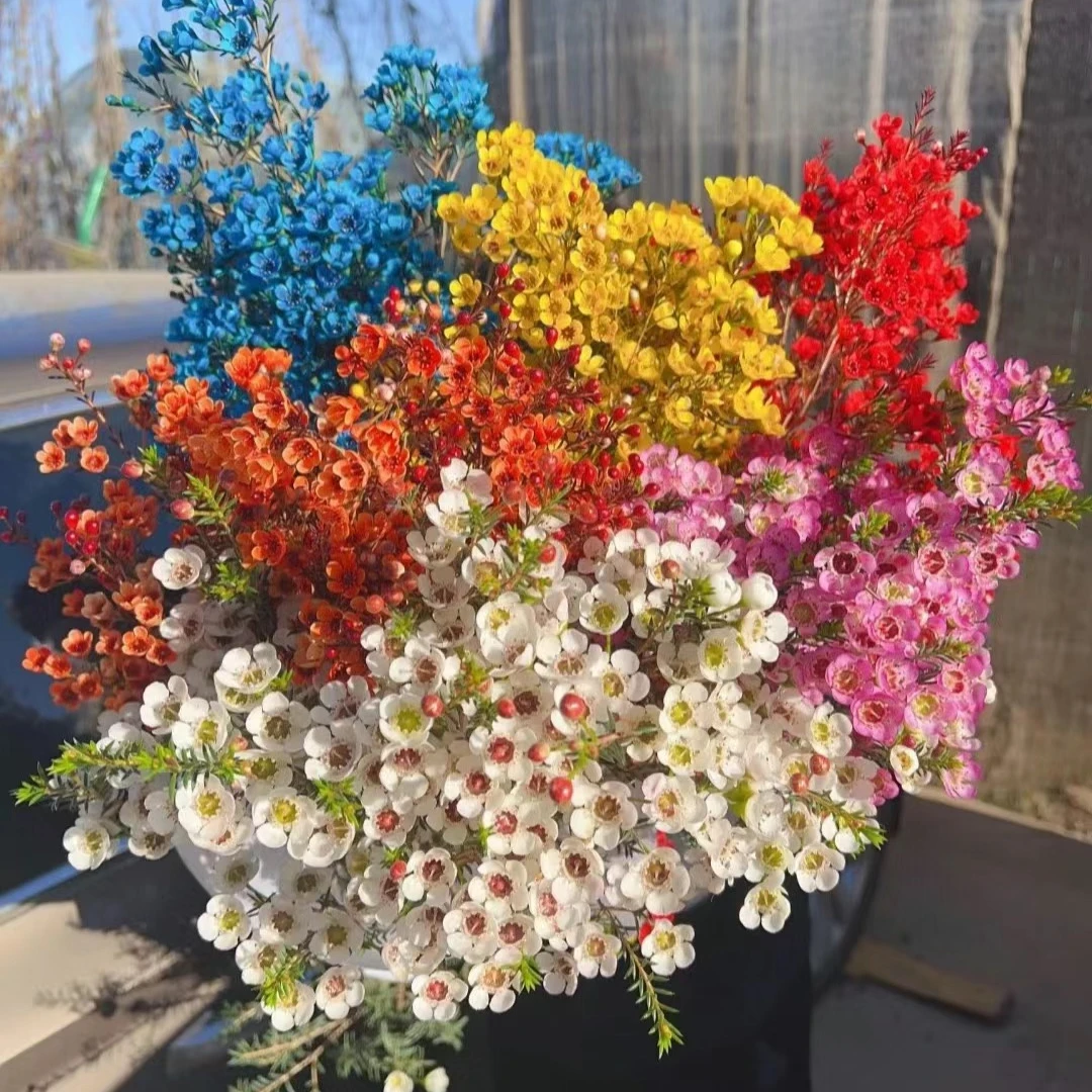 澳洲腊梅鲜花 吸染色鲜花春节正常发货 澳洲腊梅
