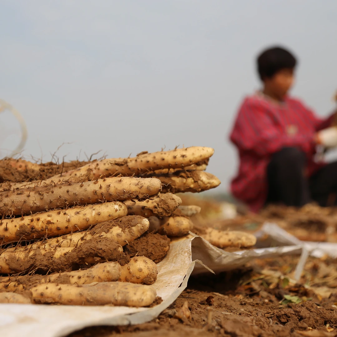 【10年以上整根】牧民自家草场里的 自然生长 无农残无药残泡酒煲汤