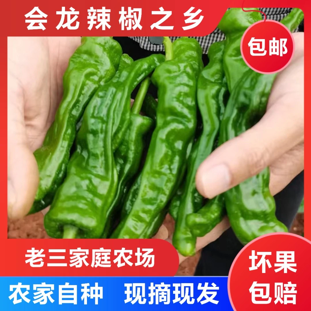 优质农产品 会龙镇小皱皮辣椒特辣 精品大果3斤5斤现摘现发包邮