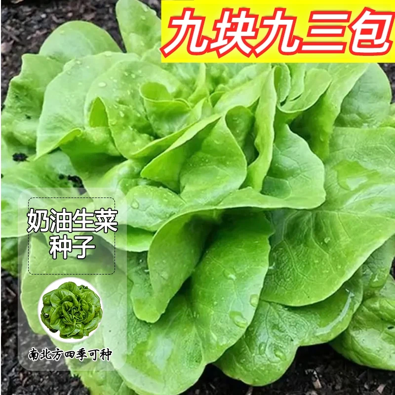 9.9元3包【奶油生菜】种子菜籽阳台花园盆栽庭院易种浇水活产量高