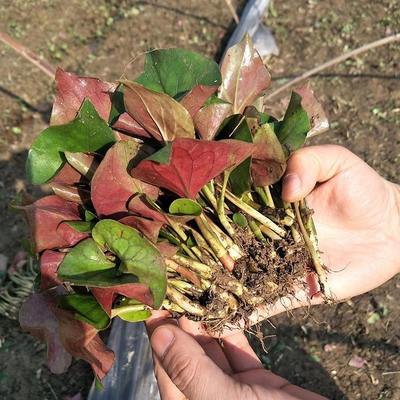 鱼腥草新鲜折耳根种子凉拌菜即食猫耳朵节节菜扎耳根盆栽地栽