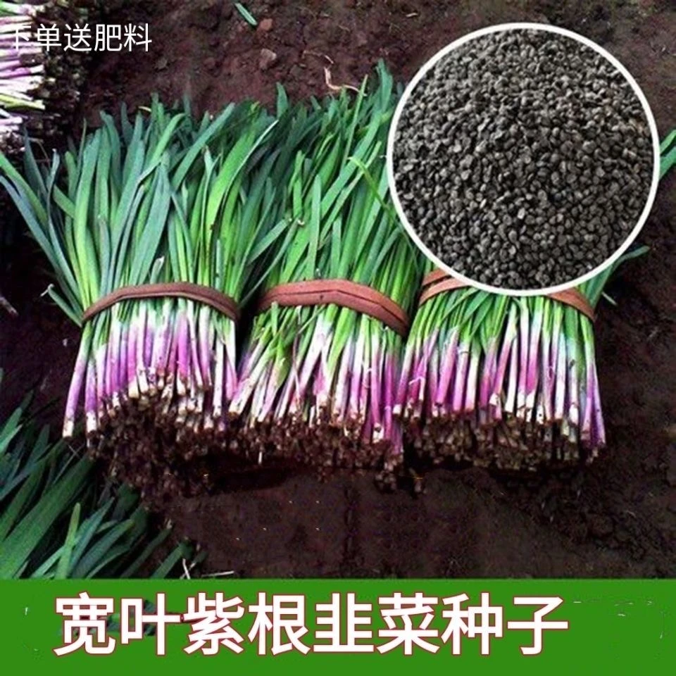 【紫根韭菜】种子好种高产四季种植小院蔬菜泡沫箱小院多茬采收