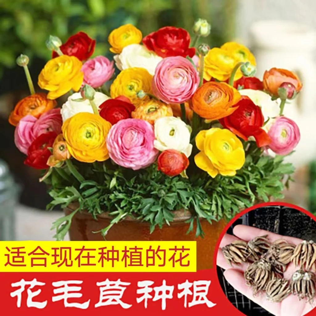 【糖果色花毛茛种球】洋牡丹盆栽重瓣种球根室内外阳台四季开鲜花卉