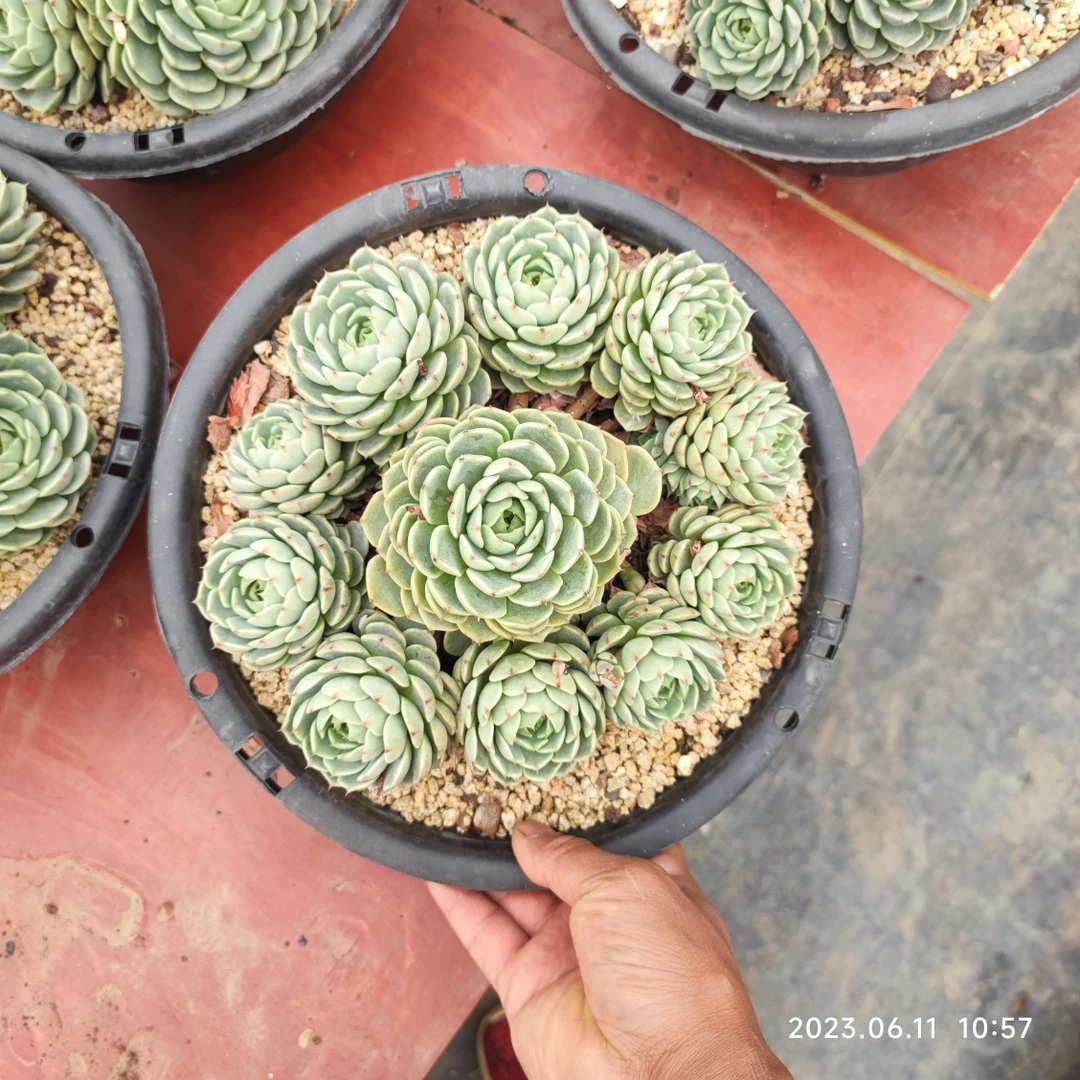 笨吧多肉植物整桩多头大群老桩庭院美观净化空气