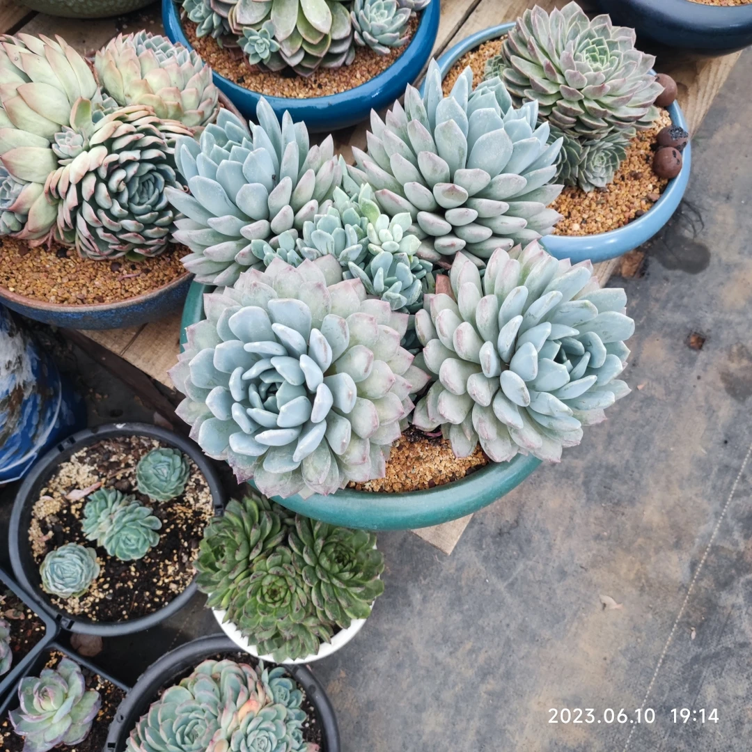 胖美人老桩整桩多头40+冠幅