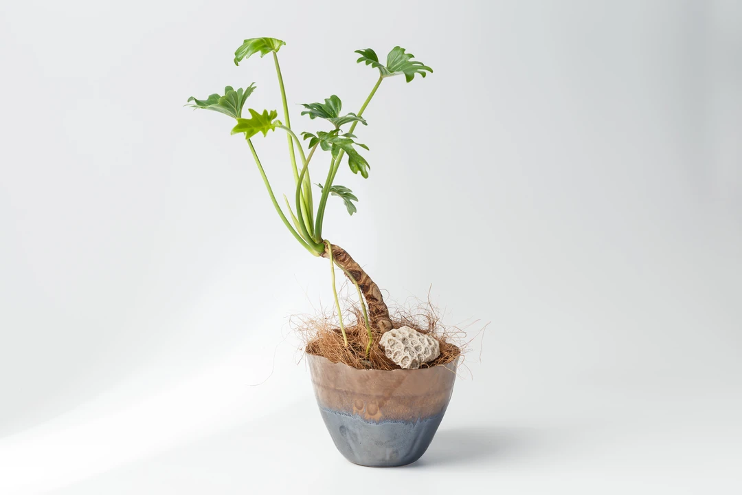 外贸出口侘寂风陶瓷百搭绿植蝴蝶兰热植块根彩叶芋桌面居家花盆