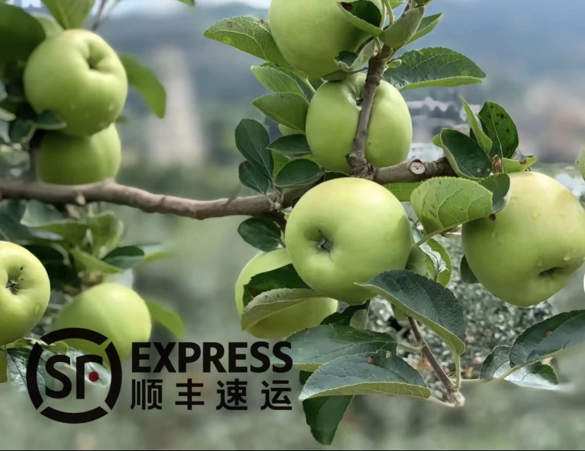 【谢苏苏】自家青苹果
