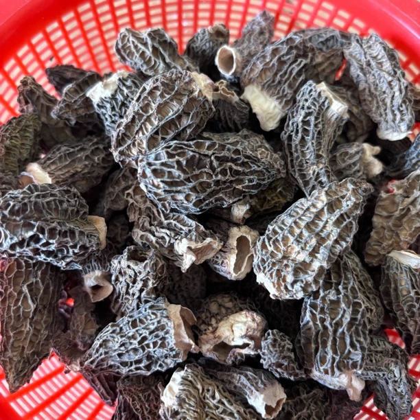 【下山货羊肚菌】小蒲村长推荐 云南山货农户采摘无硫晒干野羊肚菌
