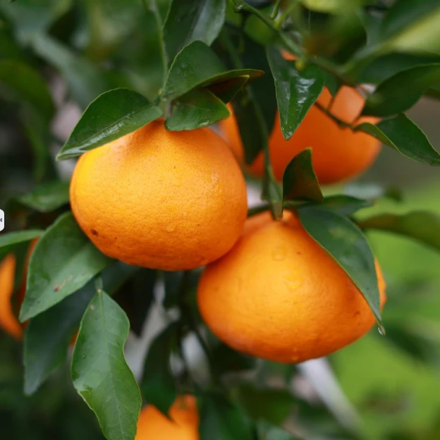 正宗四川眉山春见耙耙柑橘新鲜水果皮薄多汁A级