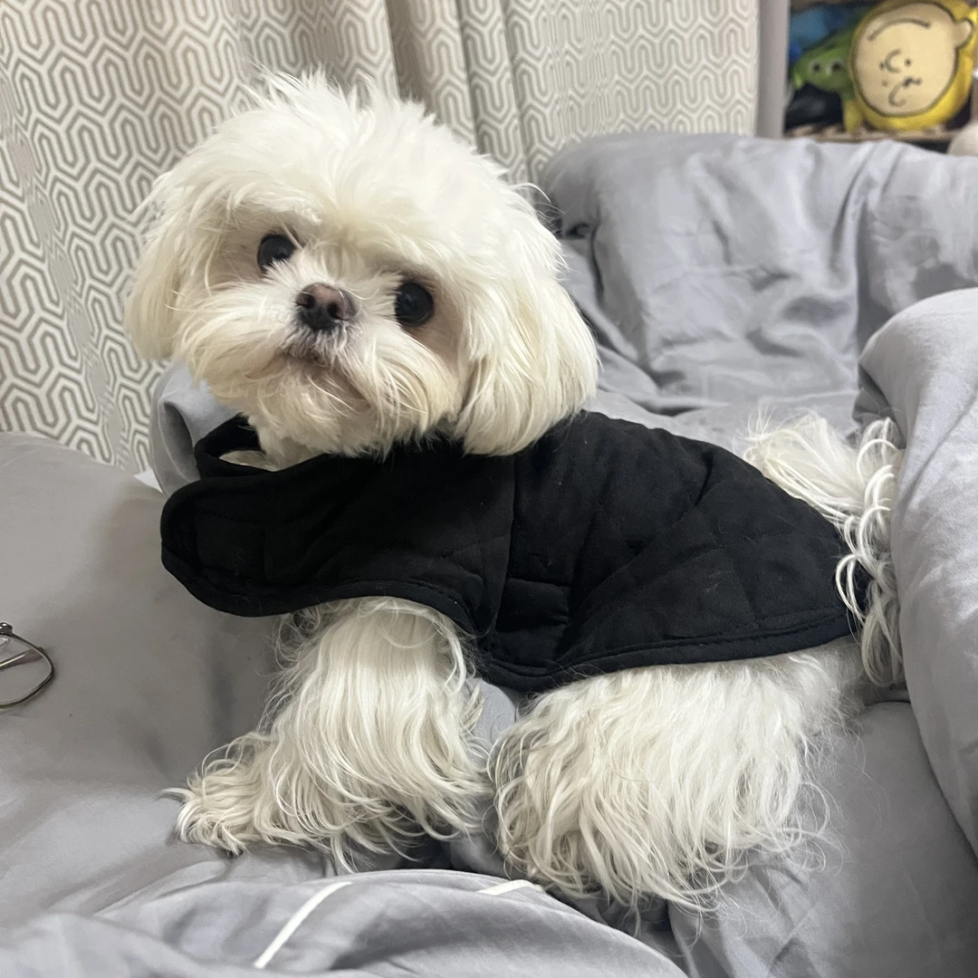 确认尺码下单NO退NO换猫狗优质秋冬服装手工衣服宠物衣服高颜值