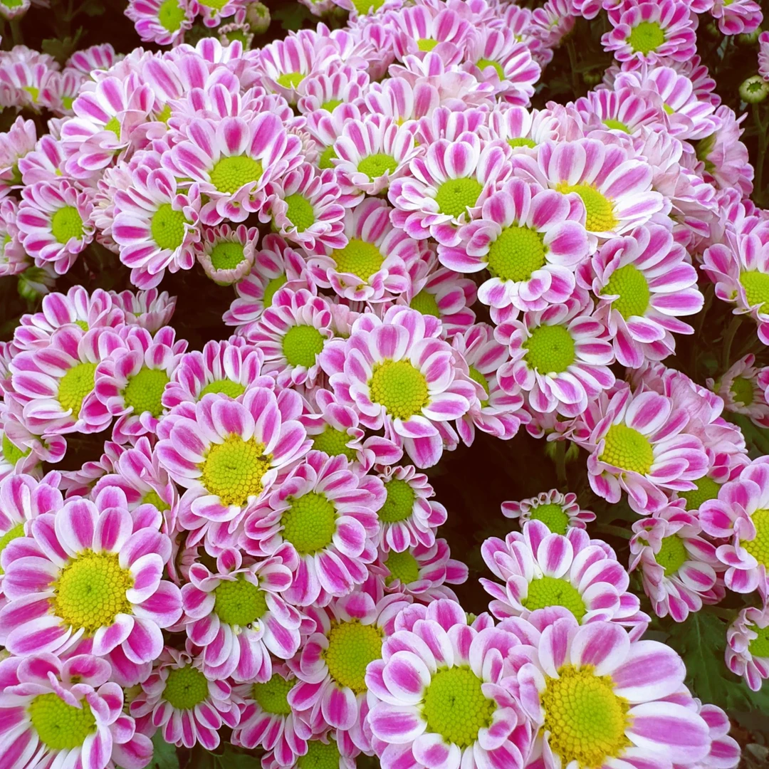 雅典娜鲁一尼荷兰菊带花带花苞基地直销多年生植物原生一代苗庭院