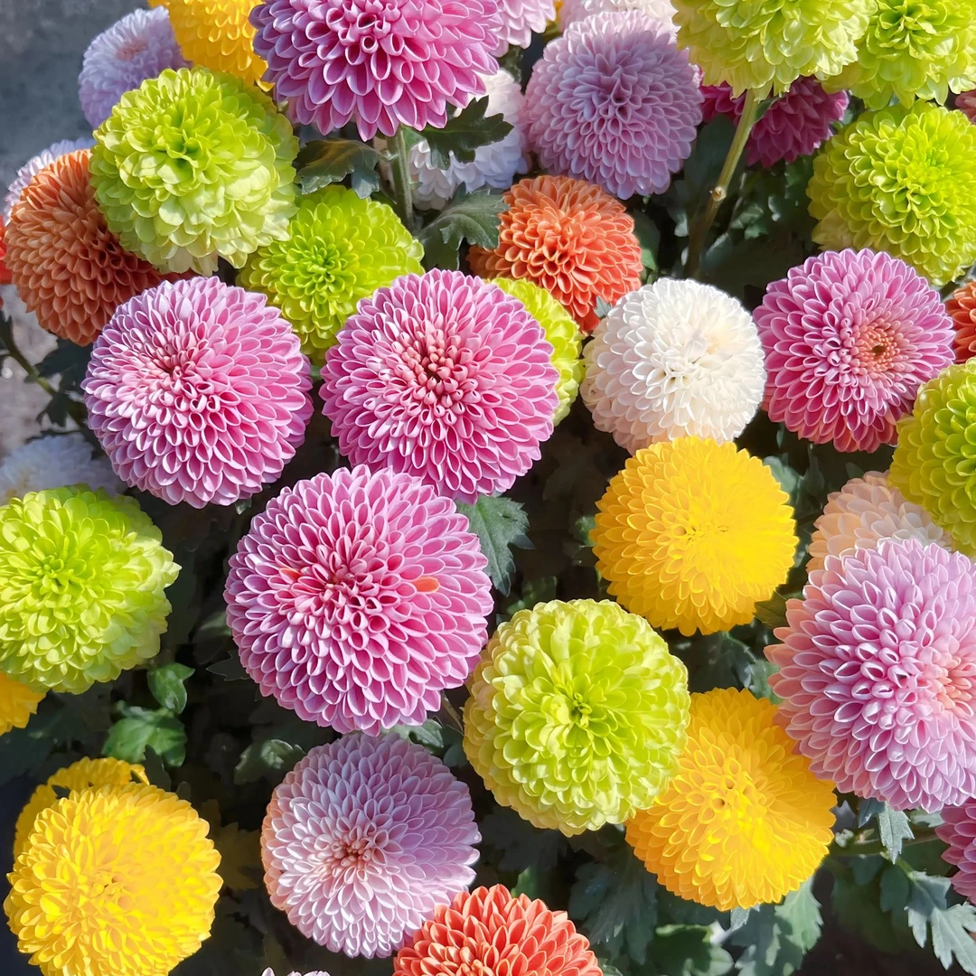 多彩乒乓菊带花带花苞基地直销多年生正宗原生苗好养耐寒室内室外