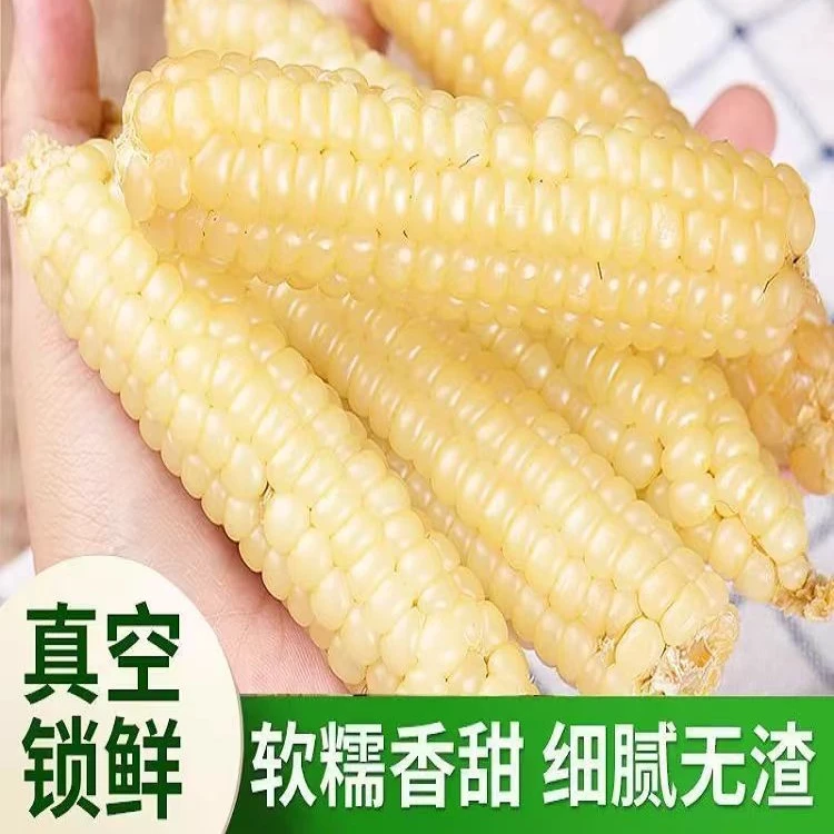 【小英一家专属】优选A级西双版纳拇指小玉米甜糯玉米真空包装代餐