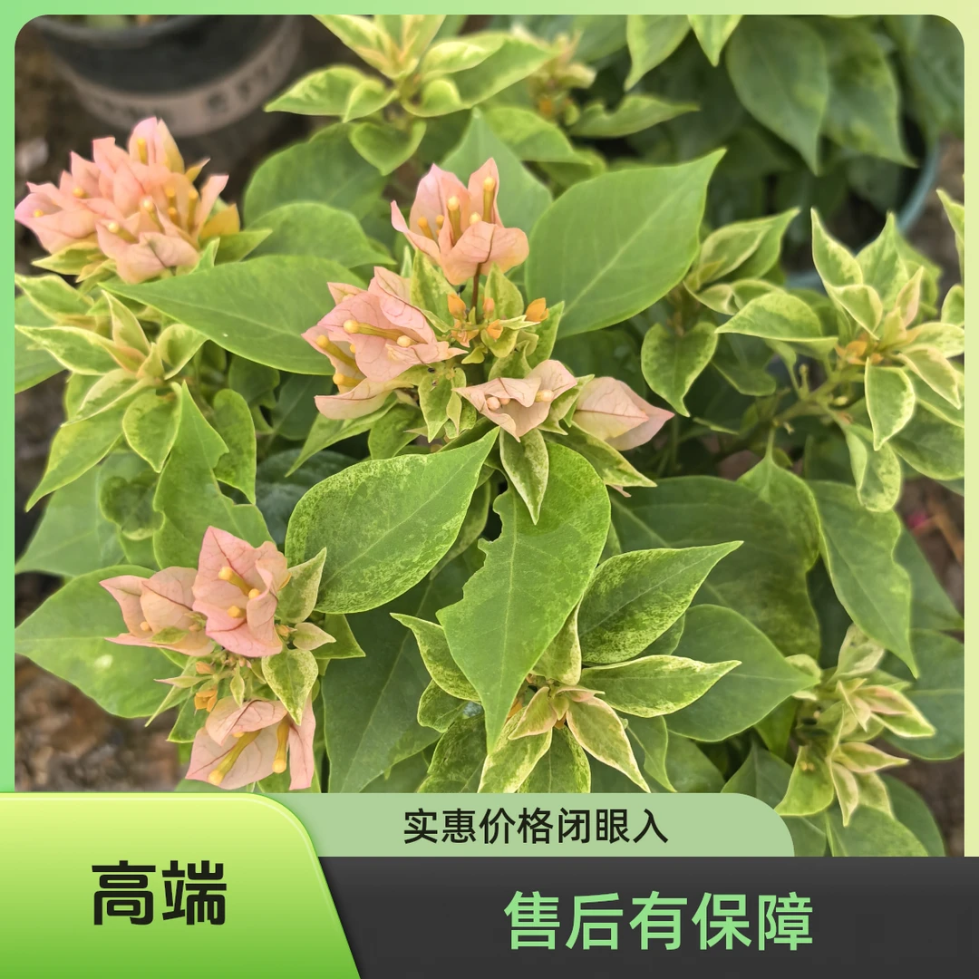 【新品破价】沙斑叶塔黄