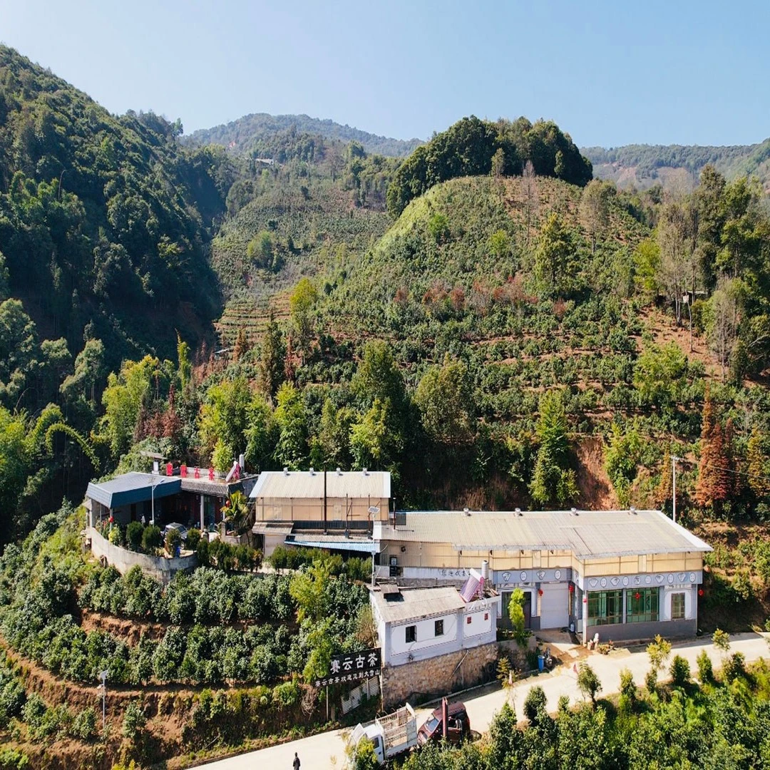 2024地界古春 普洱茶（生茶）散茶