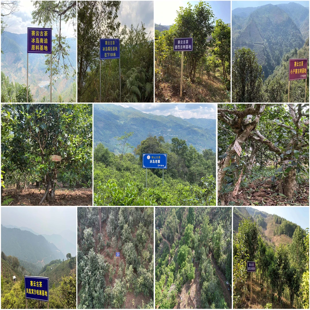 2022冰岛大古特古黄金叶小龙珠 普洱茶（生茶）±8克/颗