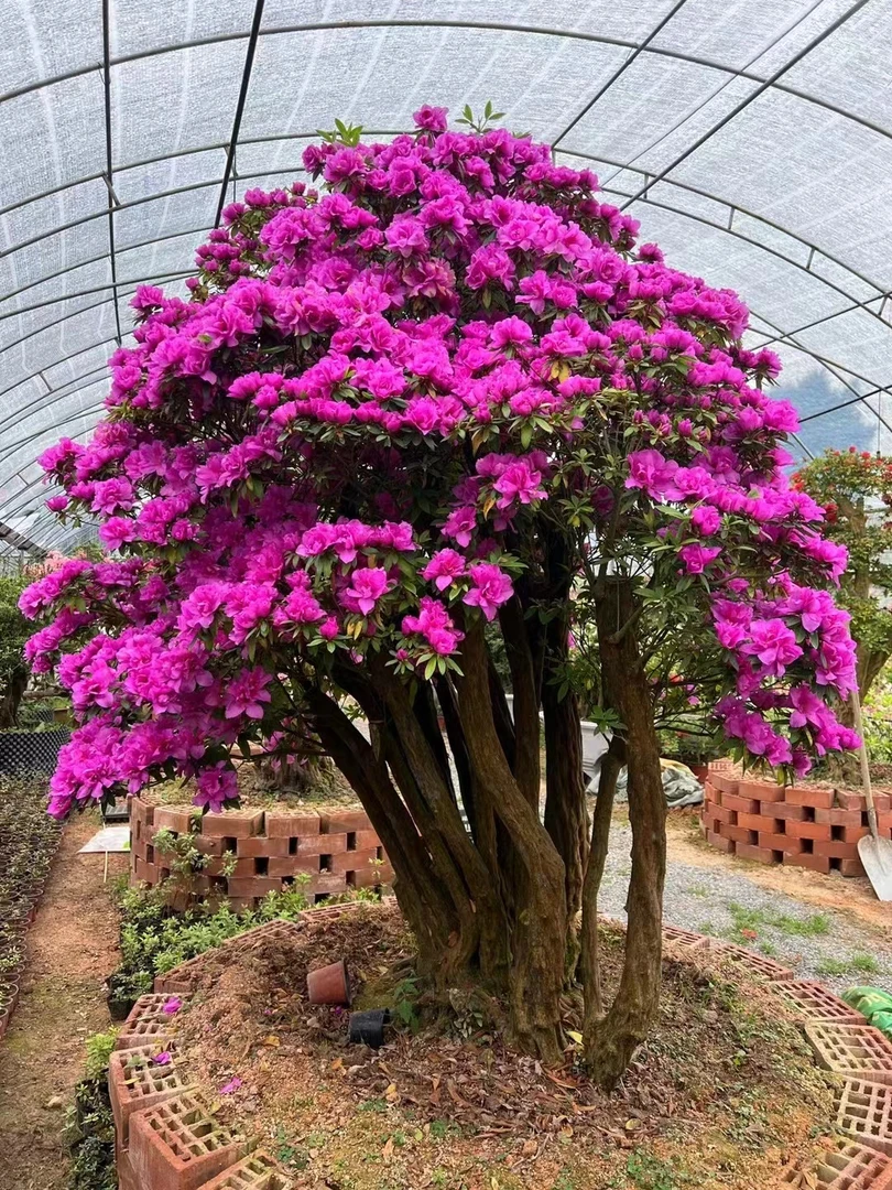 紫花杜鹃桩嫁接品种杜鹃，源头基地直发