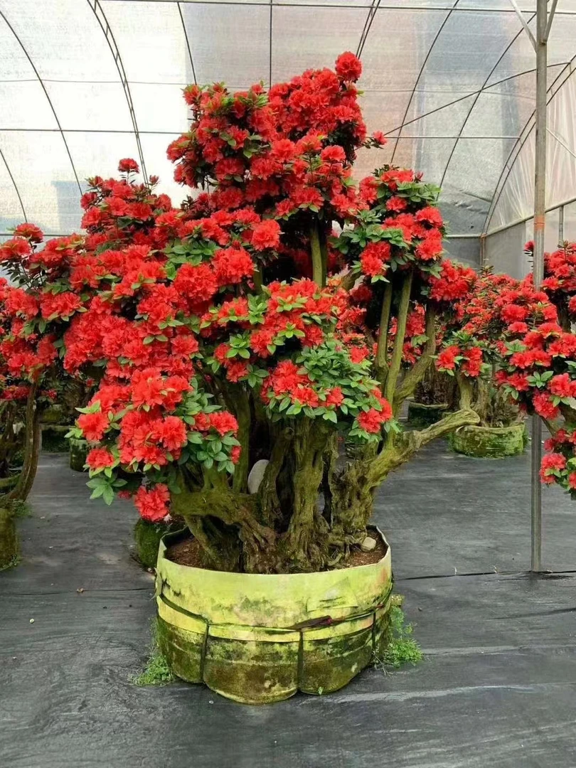 杜鹃花老桩盆景，源头基地发货