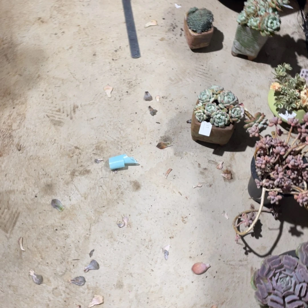 小黑妹多肉000碧桃