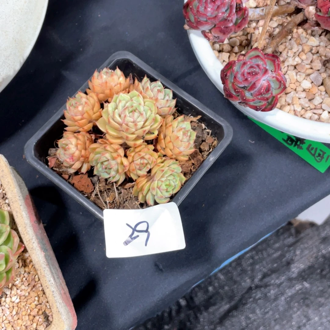 乐**"小黑妹多肉29本吧