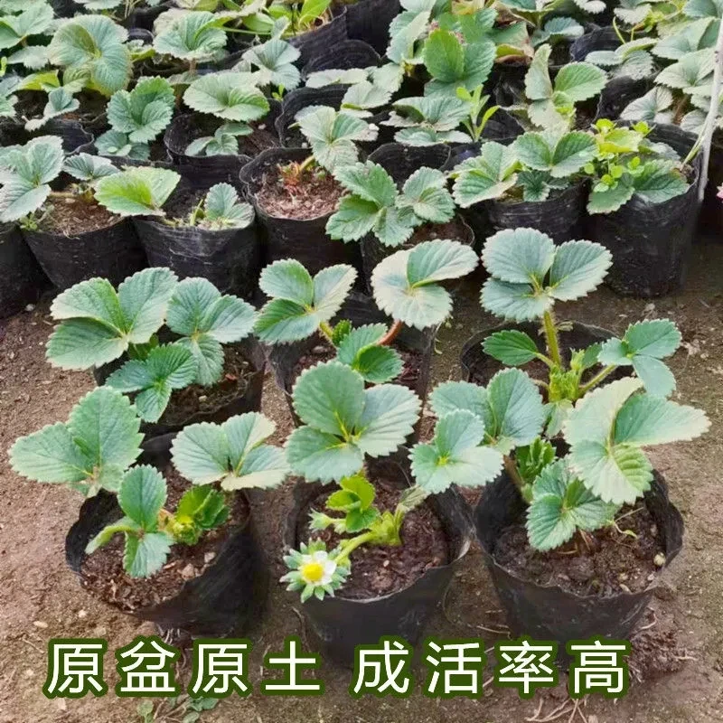 草莓苗四季盆栽原盆土发货适宜南北方庭院阳台种植果树苗当年结果