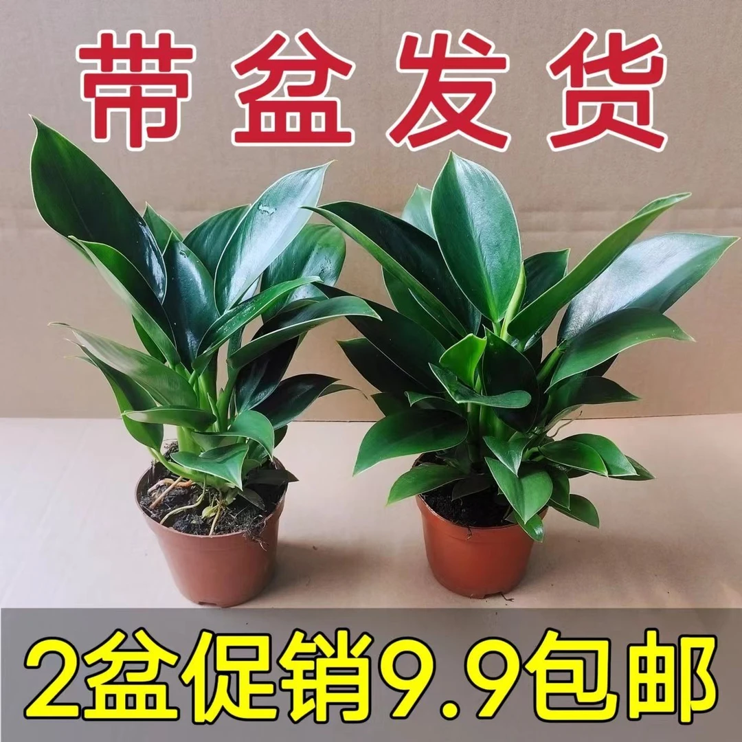 【吸甲醛】大叶金钻绿公主盆栽室内水培绿植物花卉好养绿萝防辐射