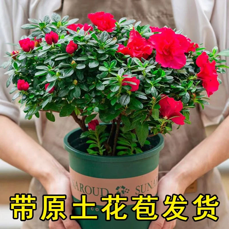 【带花苞原土】杜鹃花苗 盆栽花卉植物 室内客厅阳台绿色植物盆景花