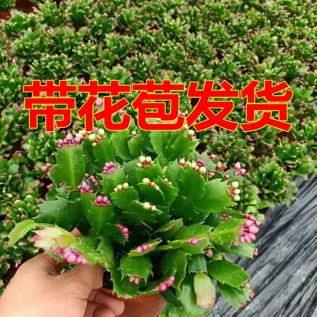 蟹爪兰带花苞盆栽带根发货大苗花卉多肉植物四季开花室内外盆栽