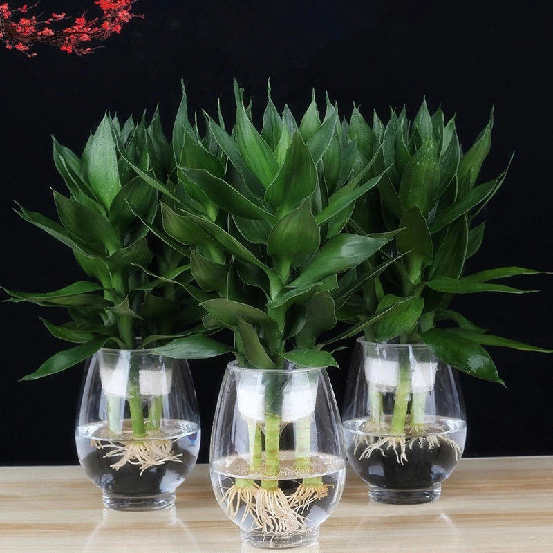 观音竹富贵竹水培植物盆栽室内绿植花卉盆景客厅办公室桌面植物