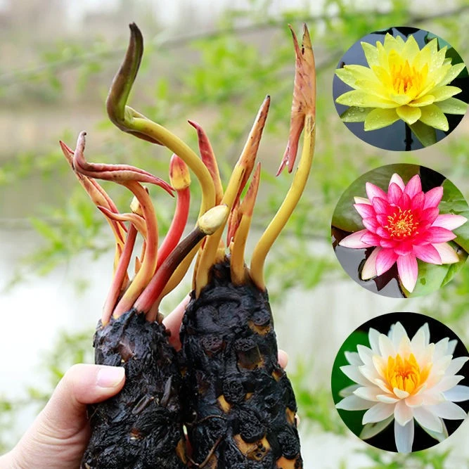 池塘睡莲根茎块水培植物四季种植粉色耐寒栽培春季新鲜红色春季