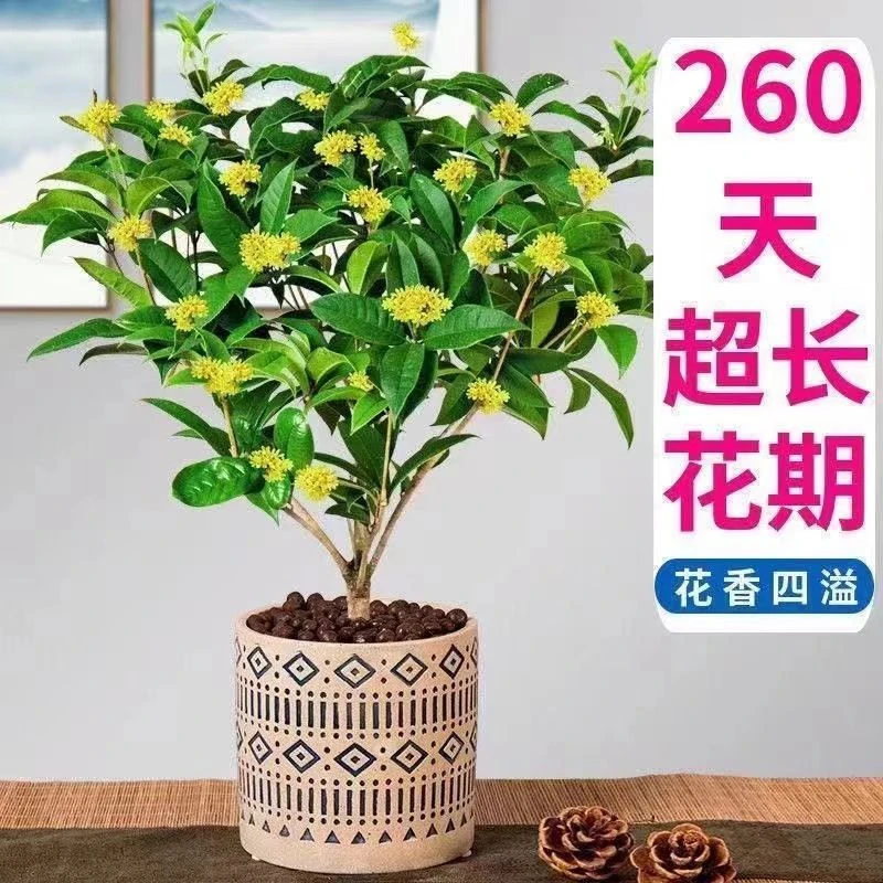 四季开花桂花树苗盆栽庭院绿化美观浓香型花卉绿植室内好养的花苗