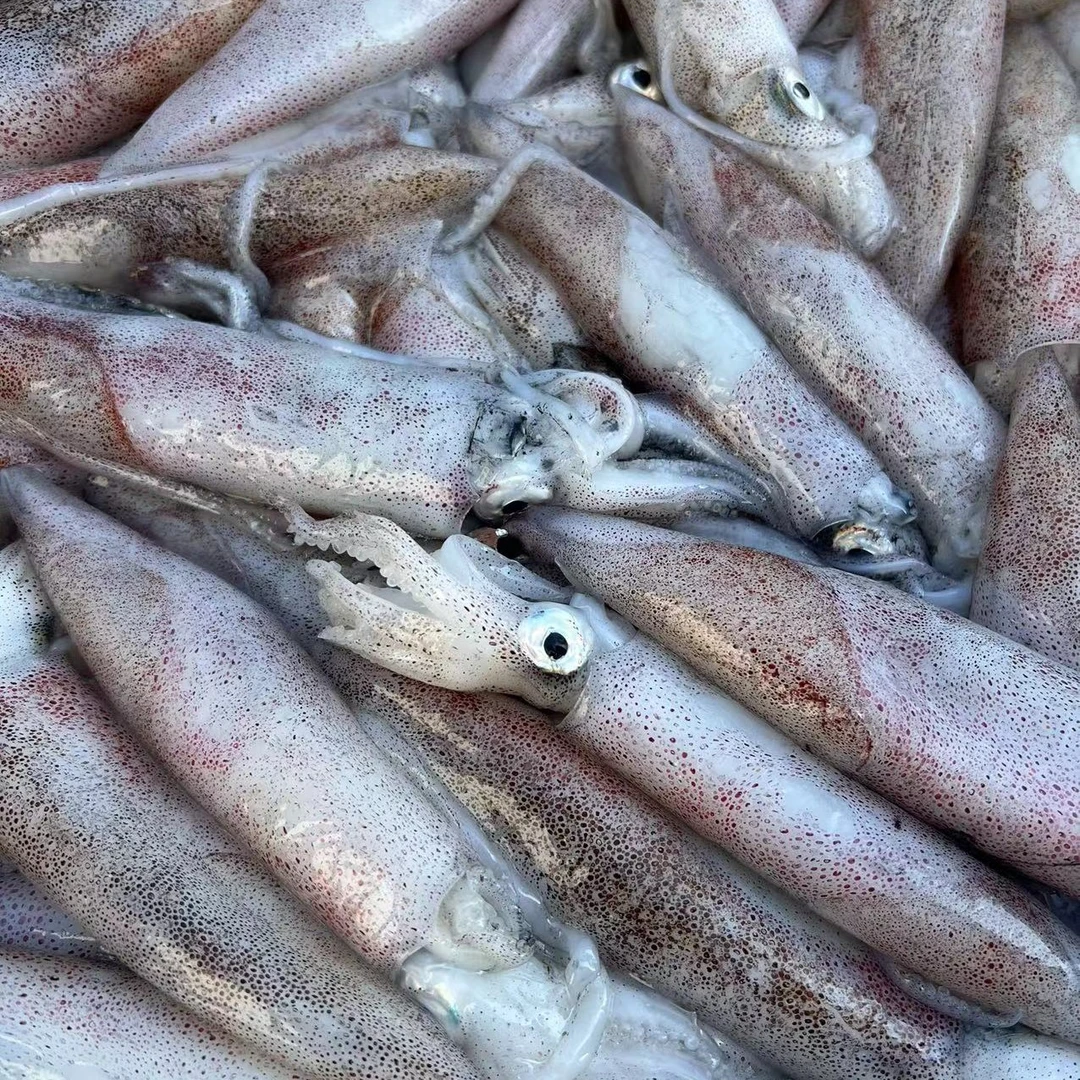 象山石浦 新鲜笔管 码头直发 超低温发货 肉厚 鲜甜 脆 顺丰运输