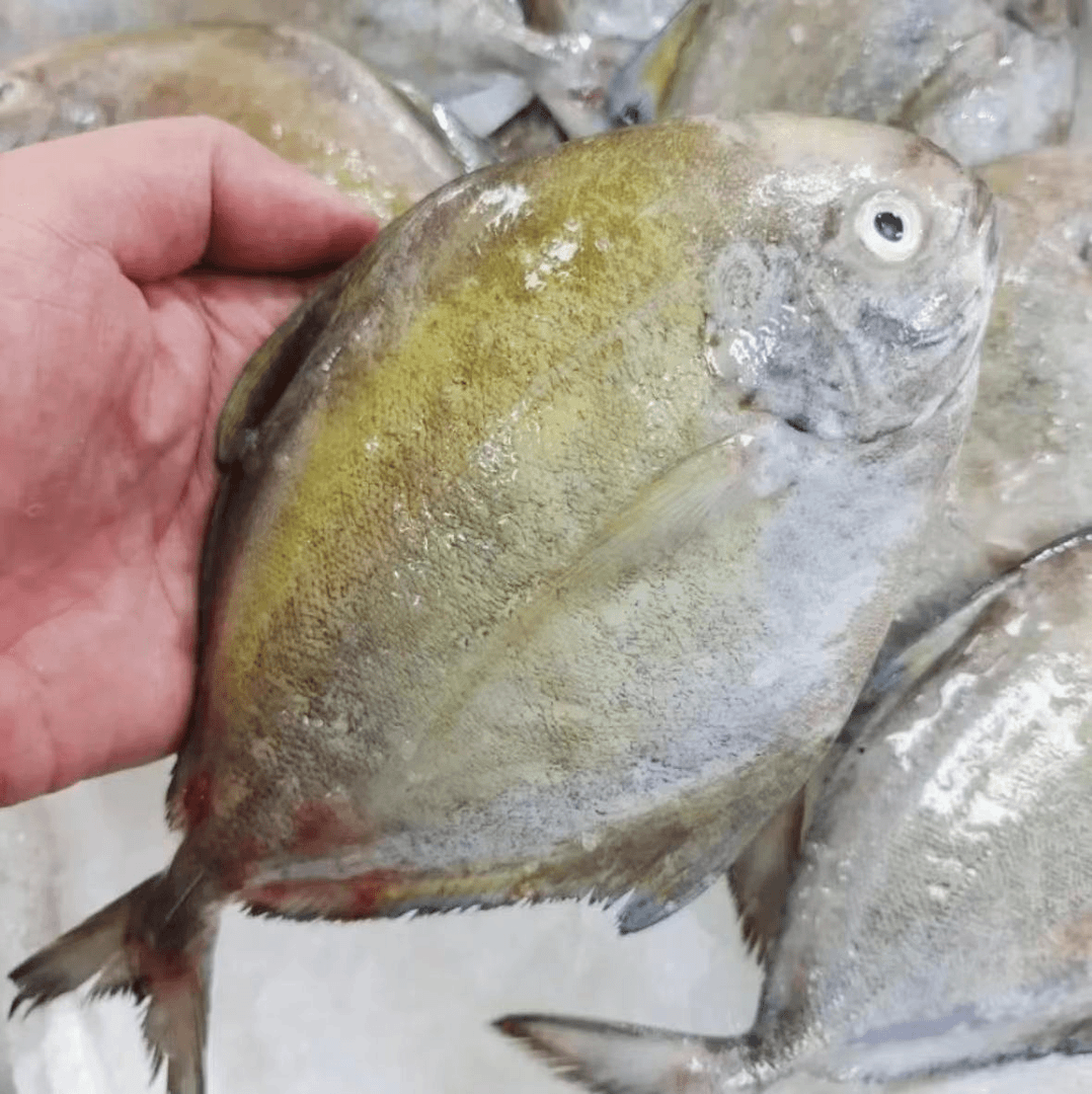 深海野生黑鲳鱼 乌鲳鱼（100-200/条）广东博贺渔港 冷链包邮