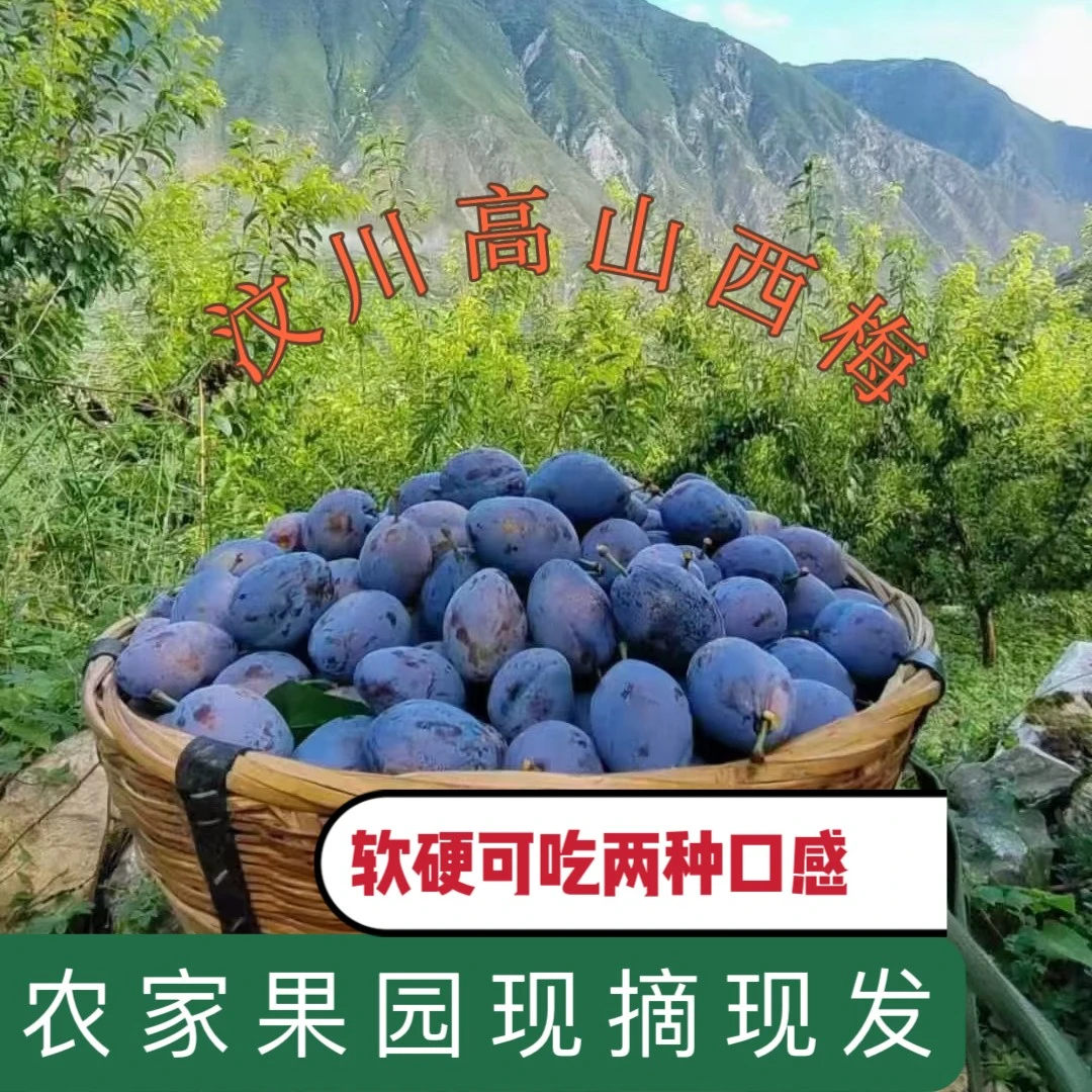 来自团长正咖严选四川汶川羌寨纯甜爆汁蓝蜜西梅3斤5斤包邮
