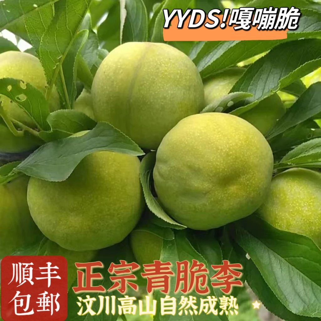 四川汶川正宗青脆李新鲜水果脆甜脱骨李3斤5斤顺丰包邮