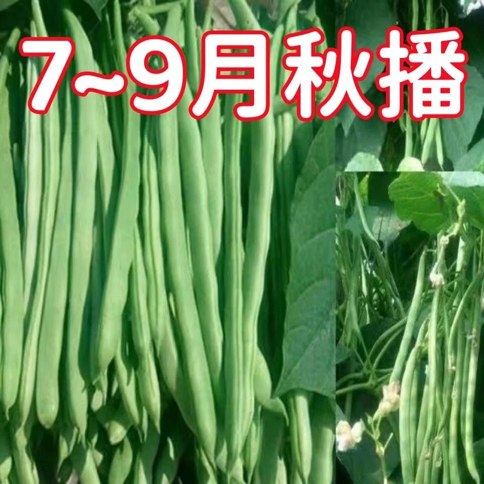 【全店满5件包邮】【新种上市】无筋四季豆种子爬藤芸豆角种籽秋播红