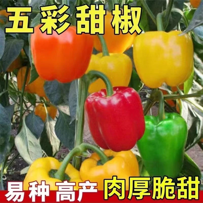 【全店满5件包邮】五彩甜椒种子彩色甜味辣椒种籽阳台庭院菜园室外