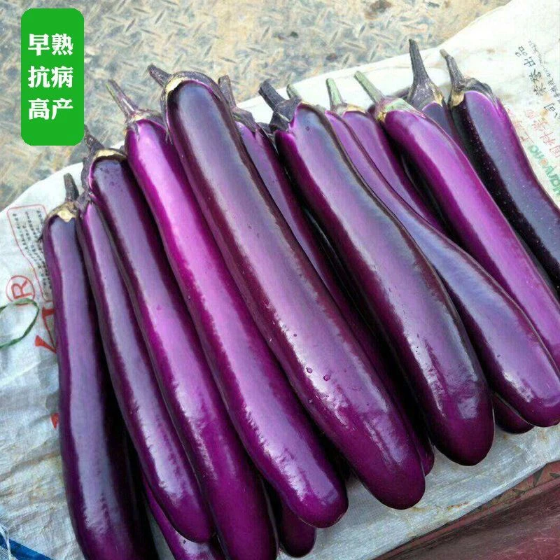 【全店满5件包邮】茄子种子紫红长茄王种子春秋季阳台盆栽蔬菜种孑