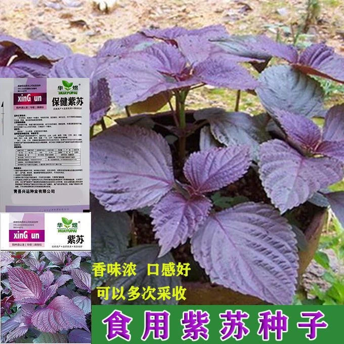 【全店满5件包邮】食用大叶【紫苏种子】四季播蔬菜 种子阳台室内盆栽
