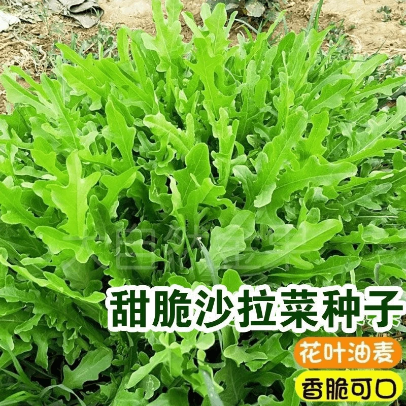 【全店满5件包邮】花叶甜脆油麦菜种子四季香油麦菜种子开叉甜油麦