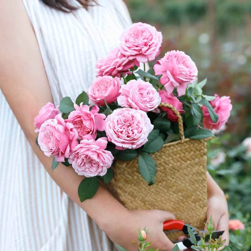 惠惠的花园直立月季纽曼姐妹多季开月季花阳台庭院浓香花卉