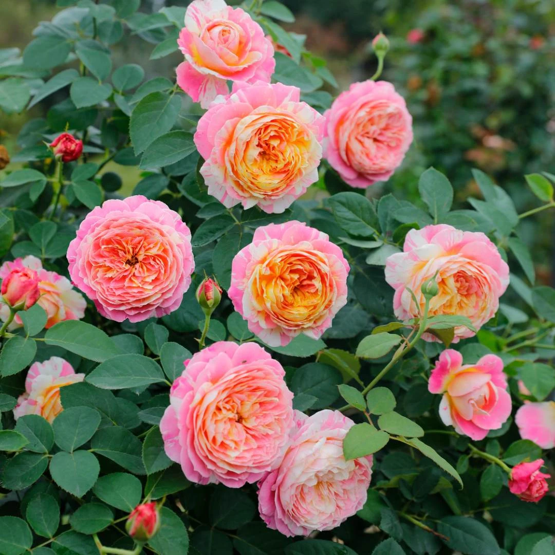 惠惠的花园莫奈条纹浓香月季多季开花切花庭院阳台种植花苗